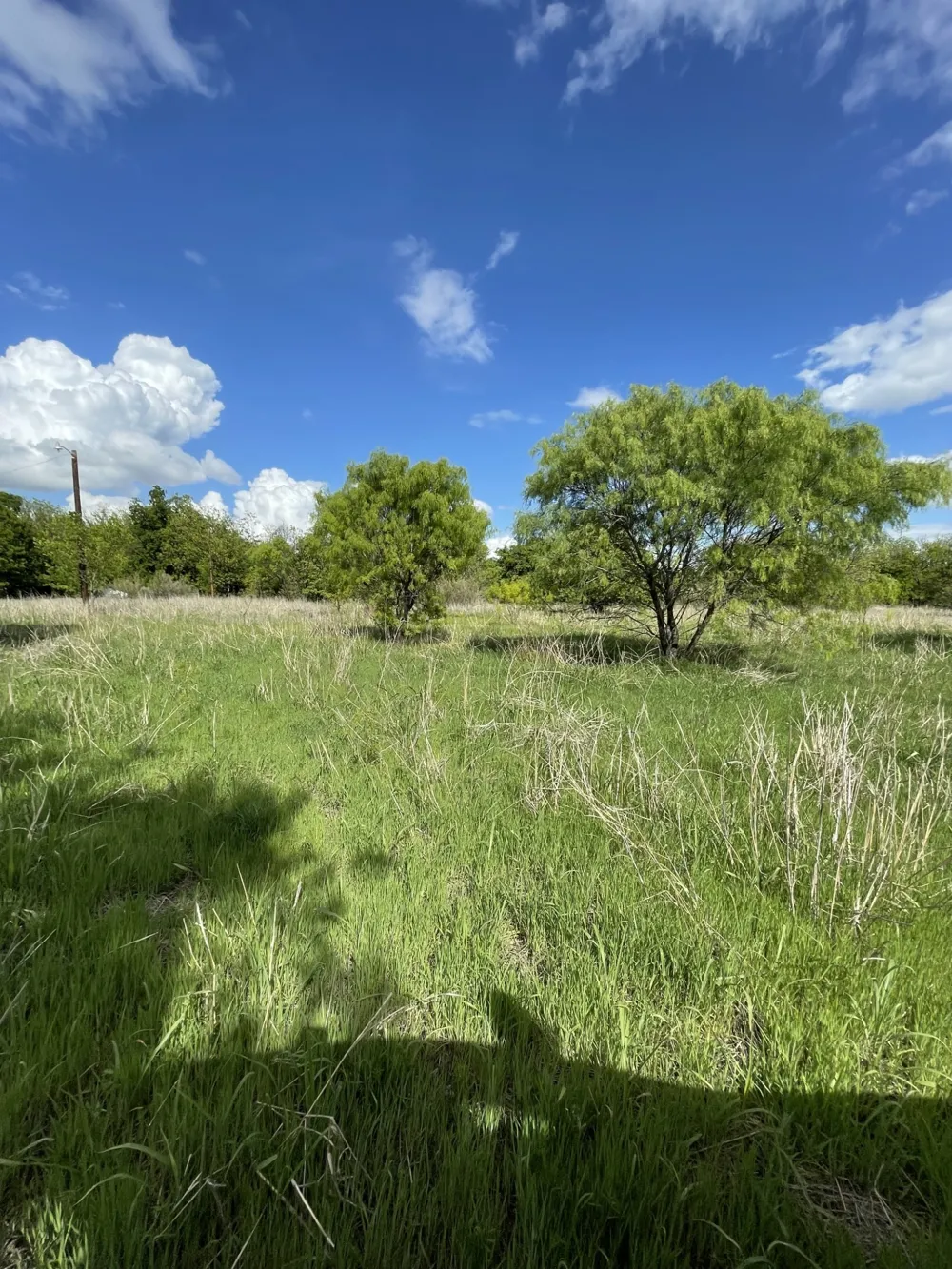 31 Julia Bangs, TX 76823