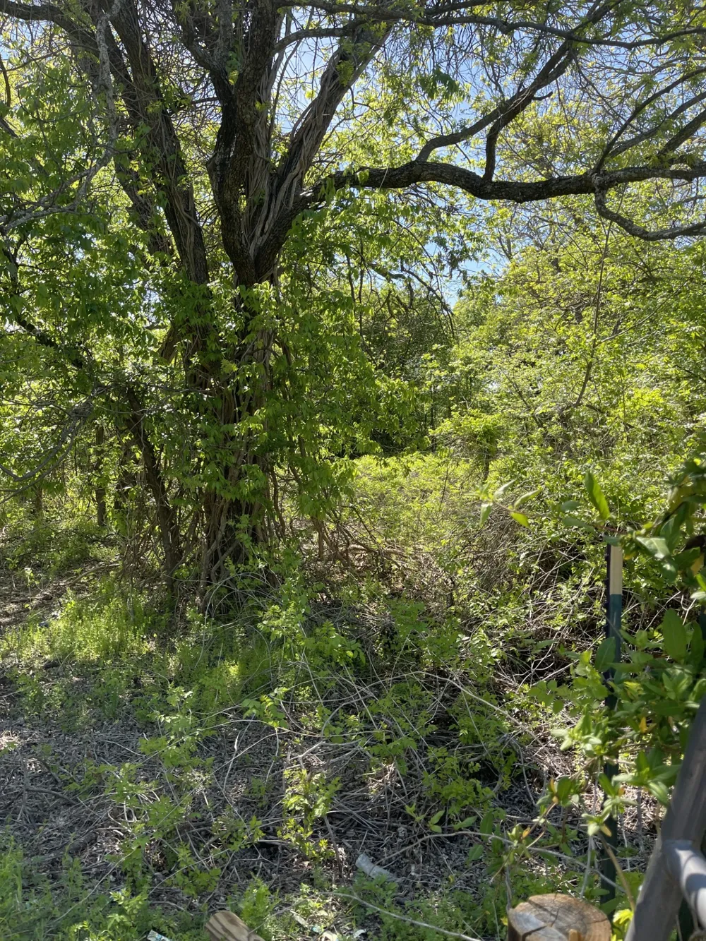 31 Julia Bangs, TX 76823