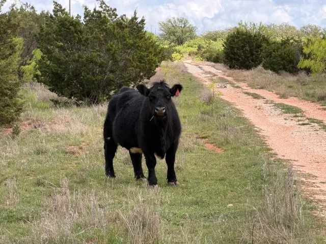 2221 Lemons Gap Road Ovalo, TX 79541