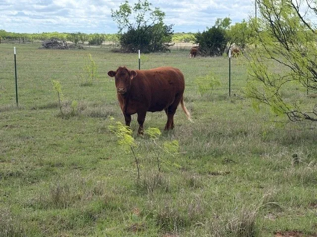 2221 Lemons Gap Road Ovalo, TX 79541