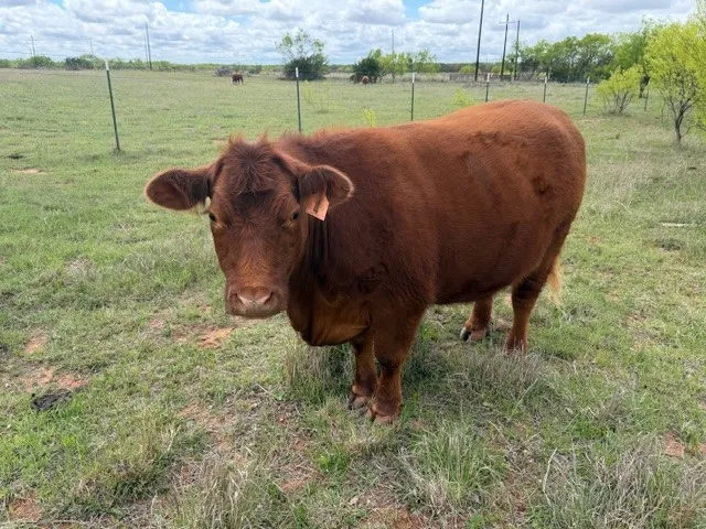 2221 Lemons Gap Road Ovalo, TX 79541