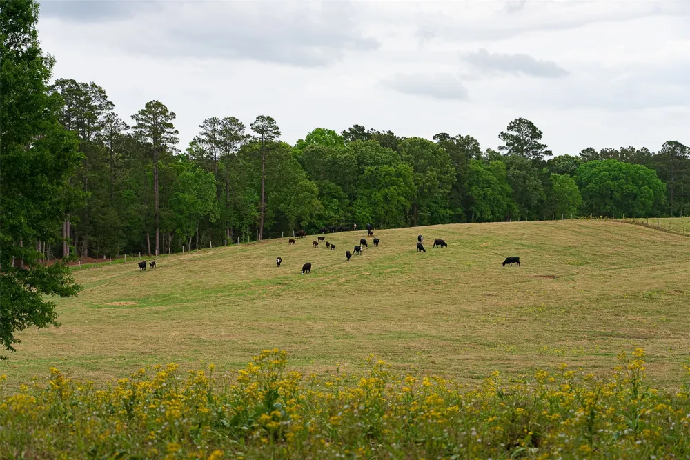 CR 1615 Jacksonville, TX 75766