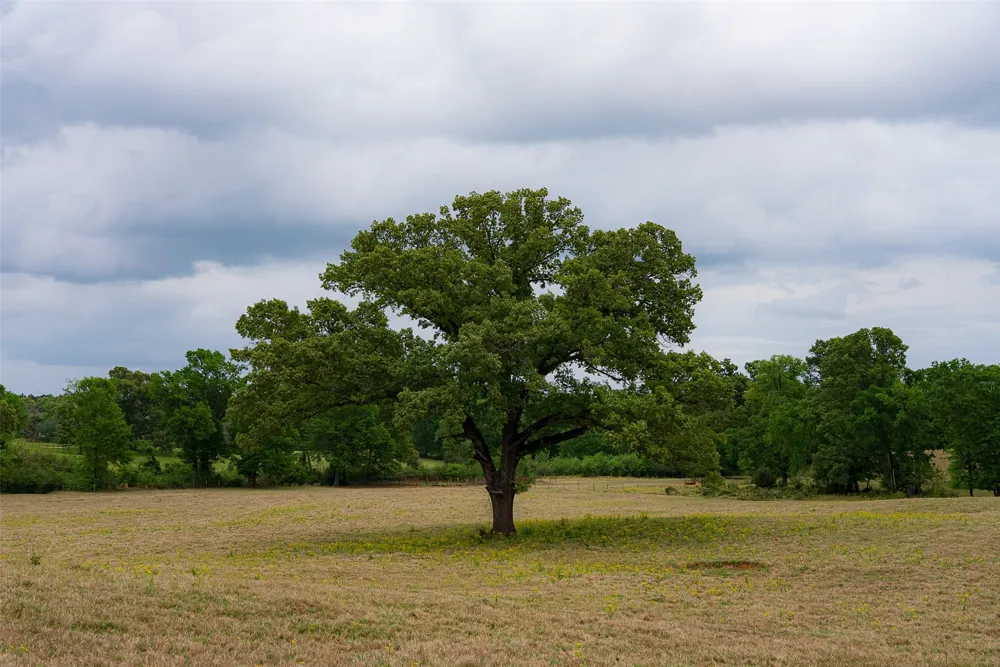 CR 1615 Jacksonville, TX 75766