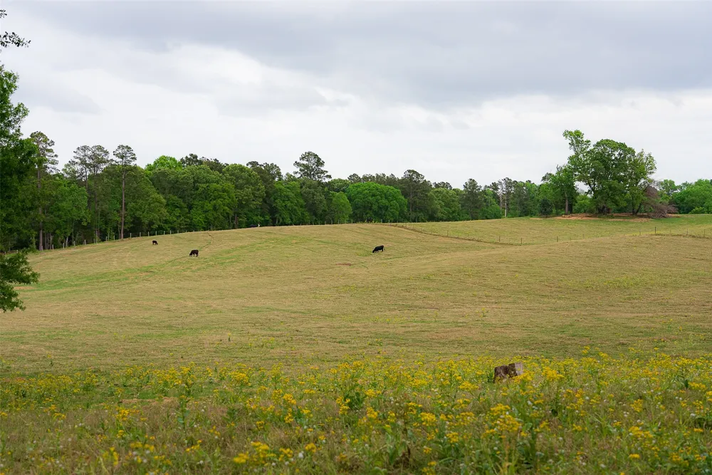 CR 1615 Jacksonville, TX 75766