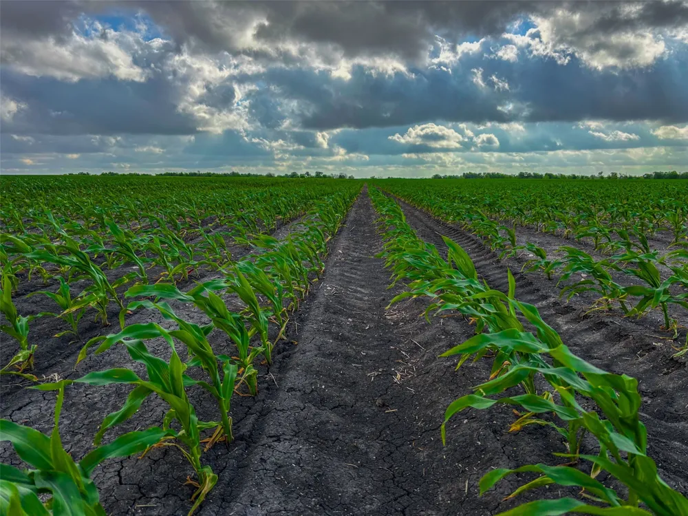 CATHEY CREEK ROAD Holland, TX 76534