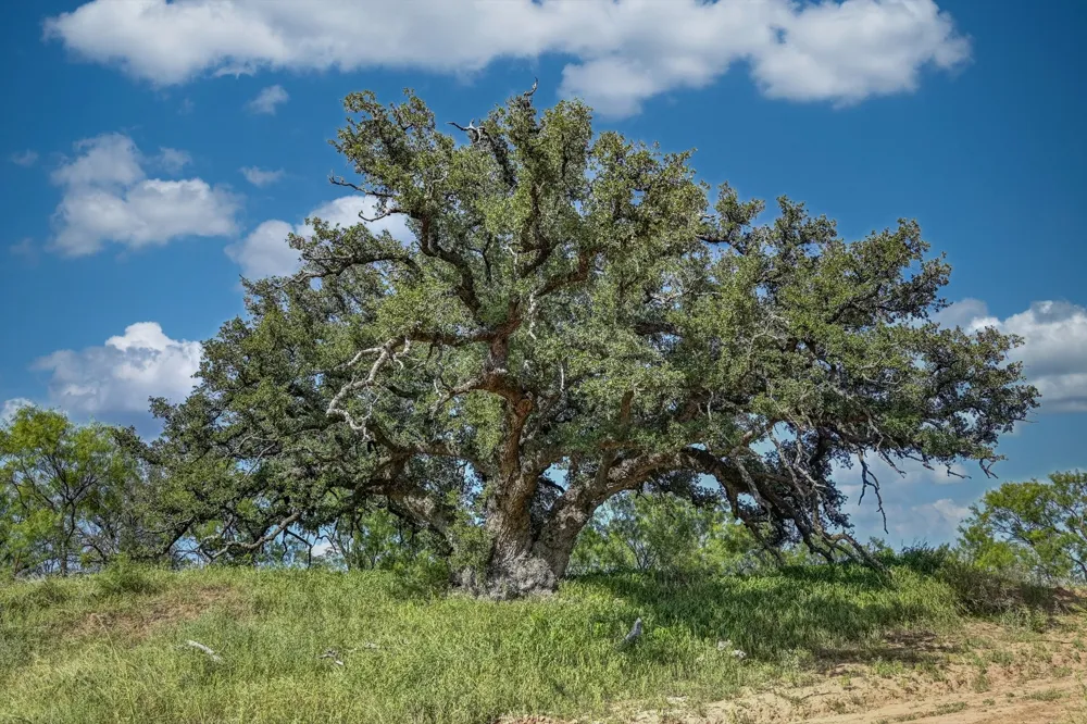 18601 CR 214 Brookesmith, TX 76827