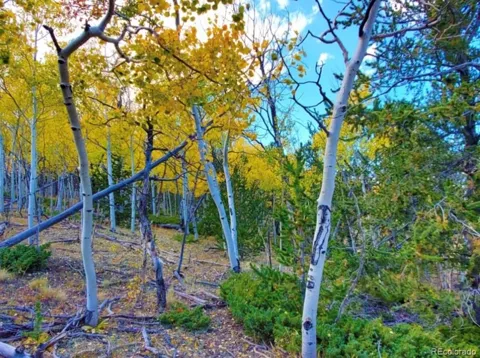 2000 Hard Hickory Trail