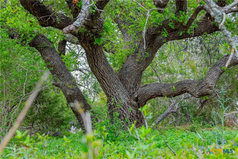 910 Abbey Road Liberty Hill, TX 78642