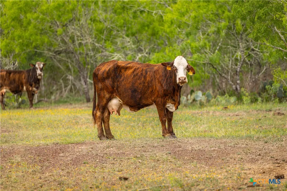 FM 77 Nixon, TX 78140