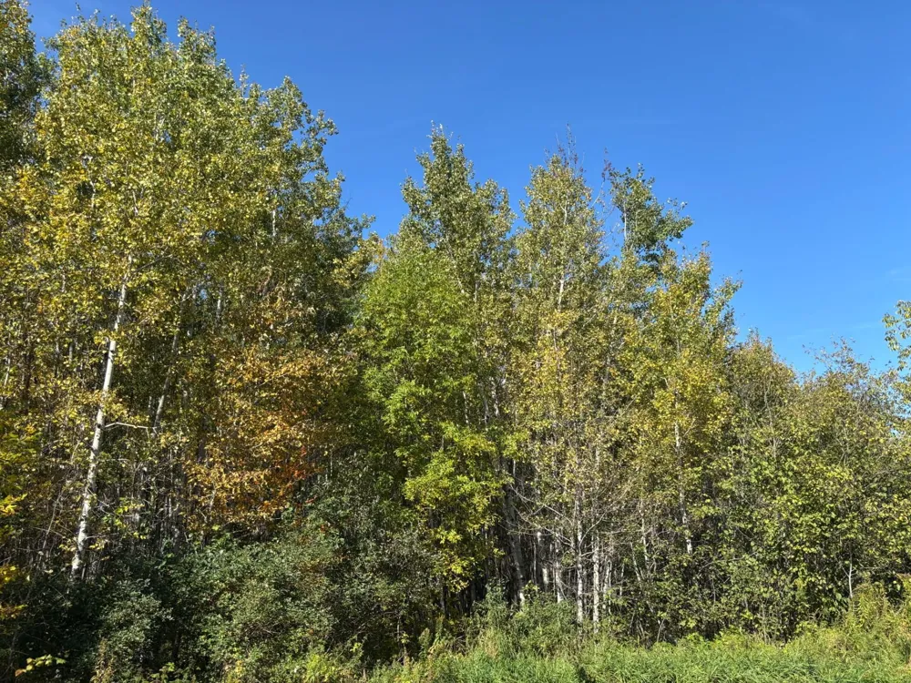 XXX Garfield Street Cloquet, MN 55720