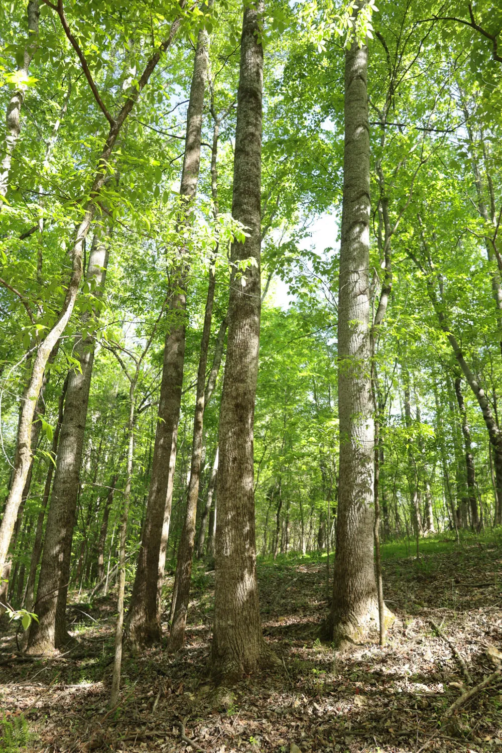 Highland Ridge Road Estill Springs, TN 37330