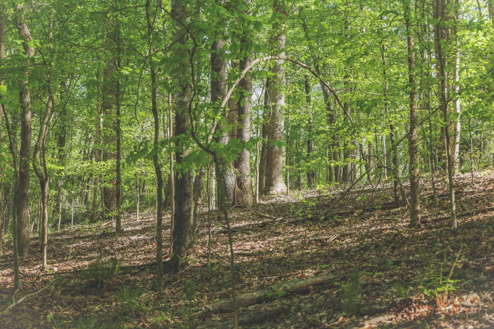 Highland Ridge Road Estill Springs, TN 37330