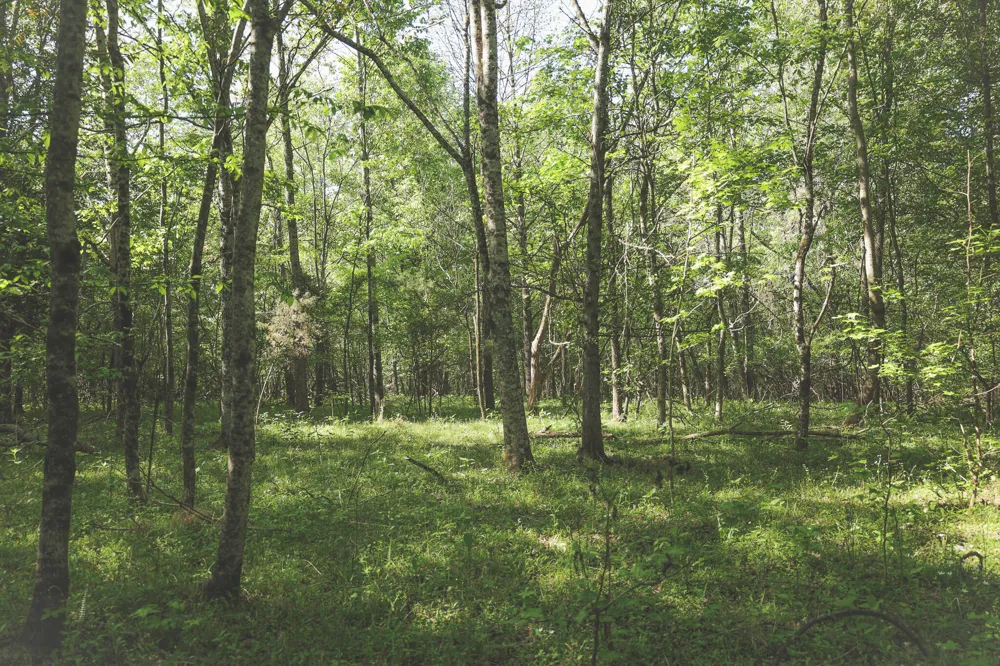 Highland Ridge Road Estill Springs, TN 37330