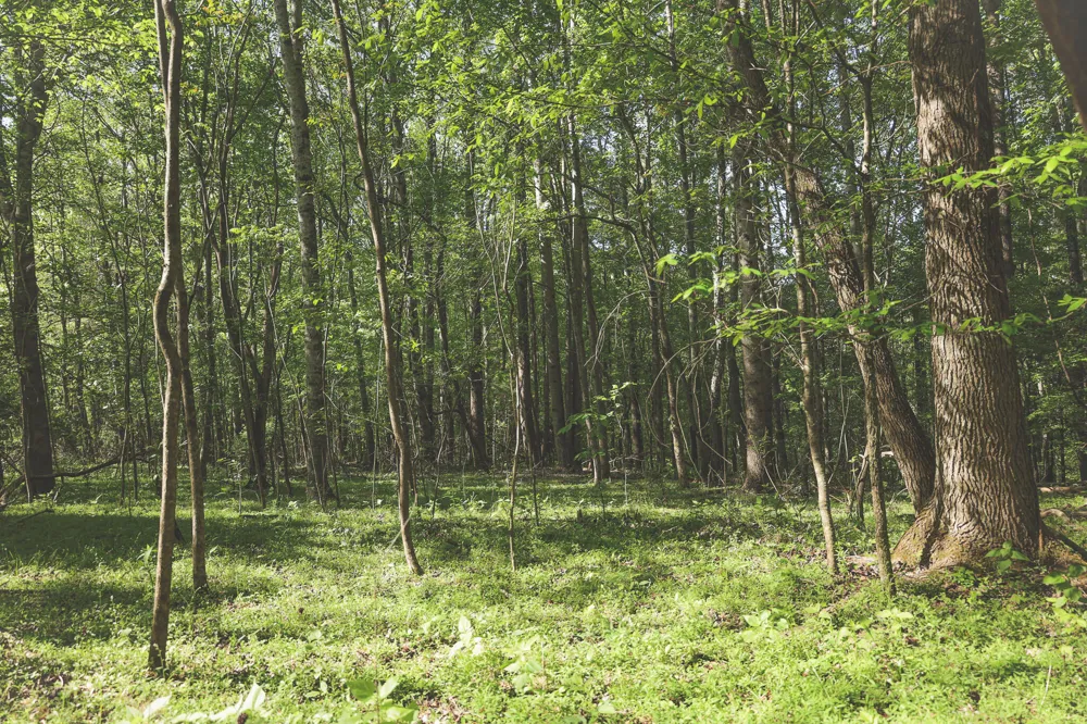 Highland Ridge Road Estill Springs, TN 37330