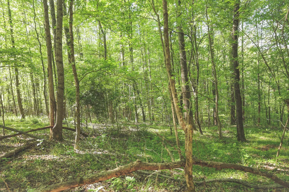 Highland Ridge Road Estill Springs, TN 37330