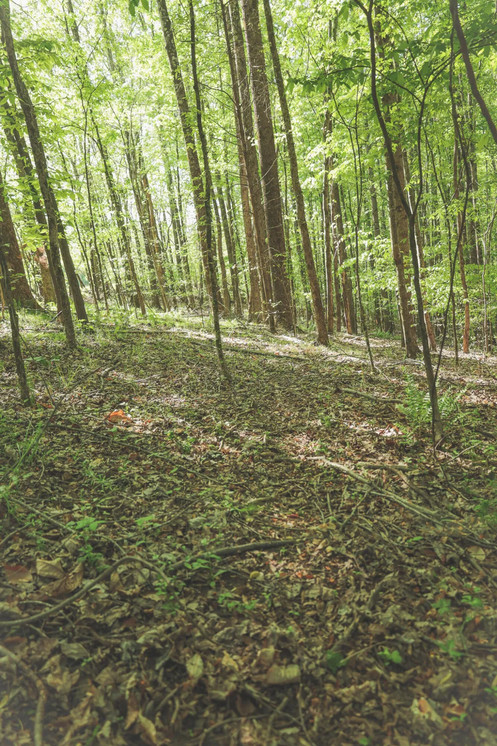 Highland Ridge Road Estill Springs, TN 37330