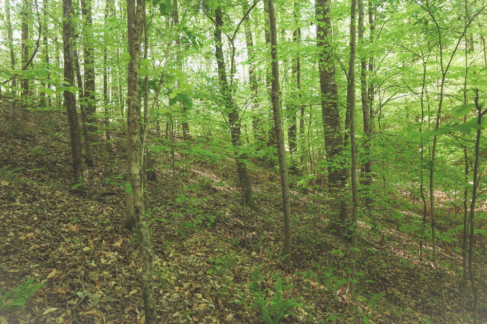 Highland Ridge Road Estill Springs, TN 37330