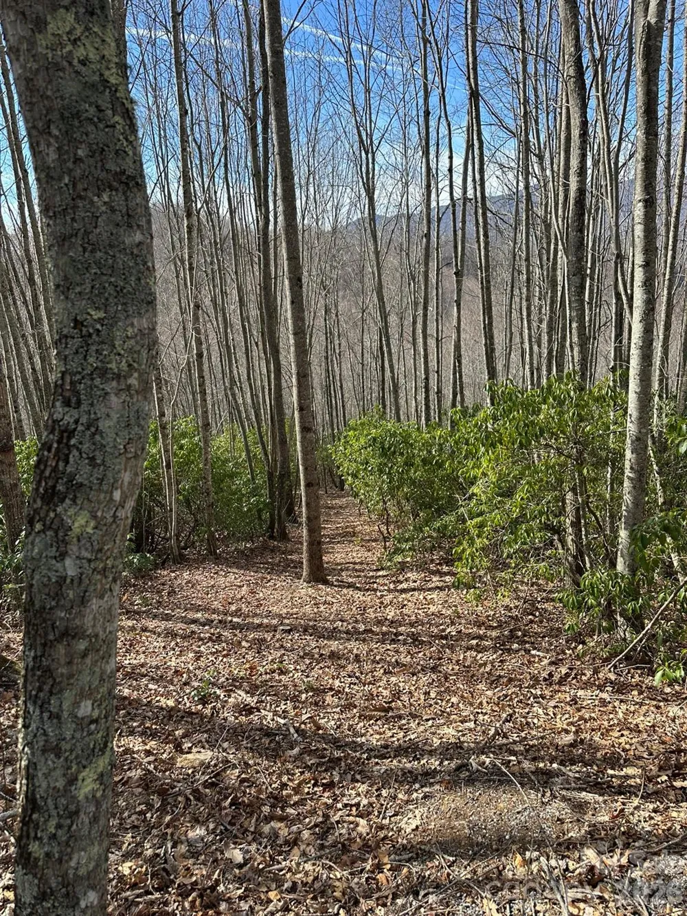 Lt 239 Down The Hill Road #239 Sylva, NC 28779