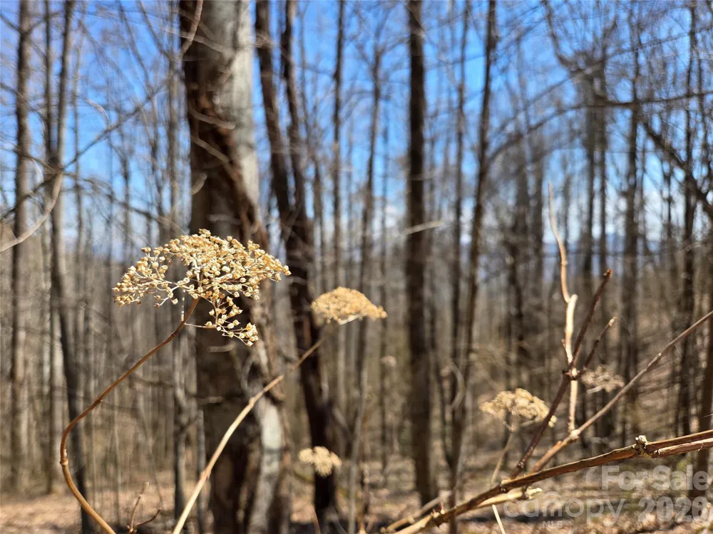 200 Wolverine Court #44 Waynesville, NC 28785