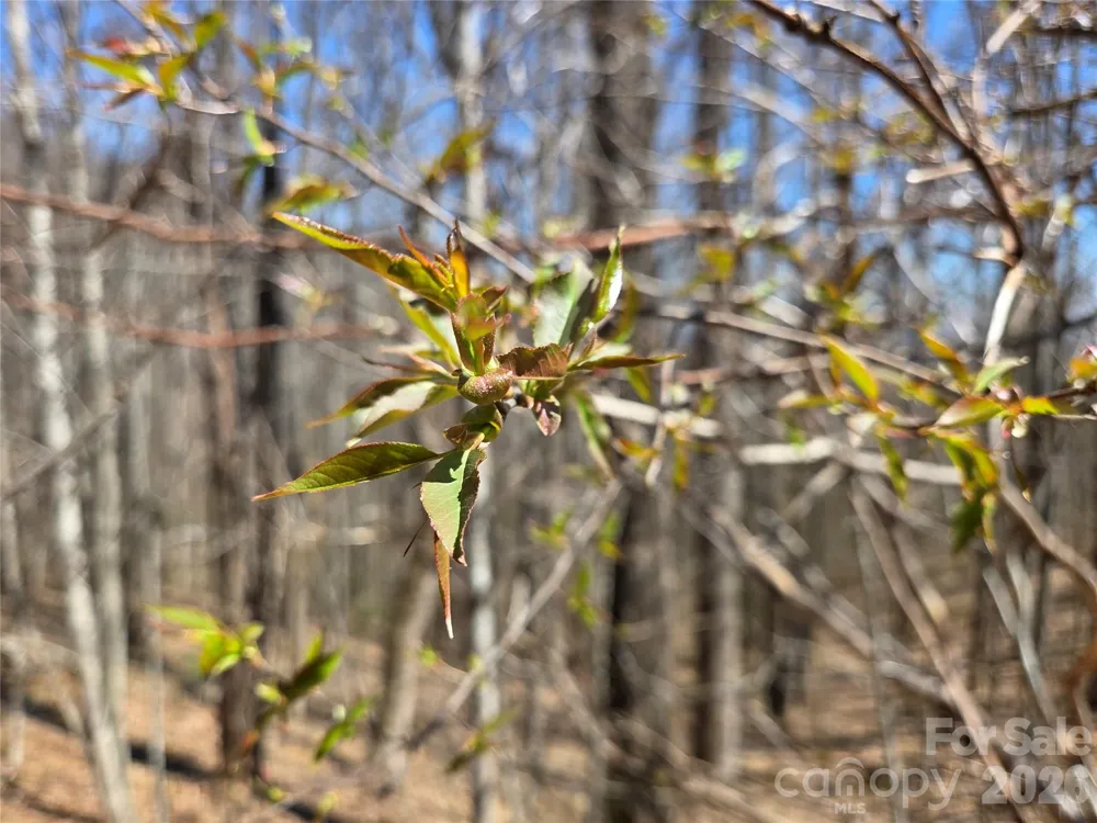 200 Wolverine Court #44 Waynesville, NC 28785