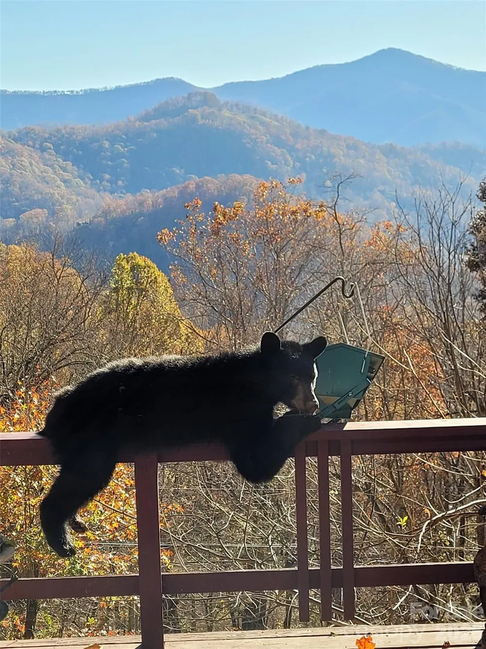 3355 Utah Mountain Road #3-F Waynesville, NC 28785