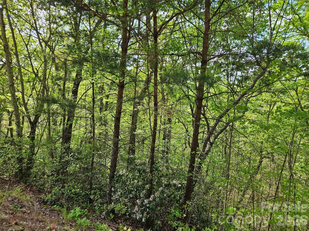 0 High Pines Loop #101 Lake Lure, NC 28746