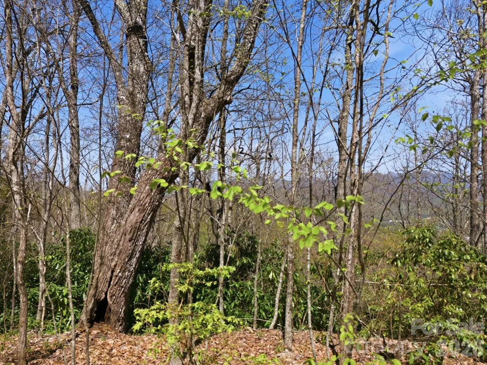 9999 Lytle Cove Road Road Swannanoa, NC 28778