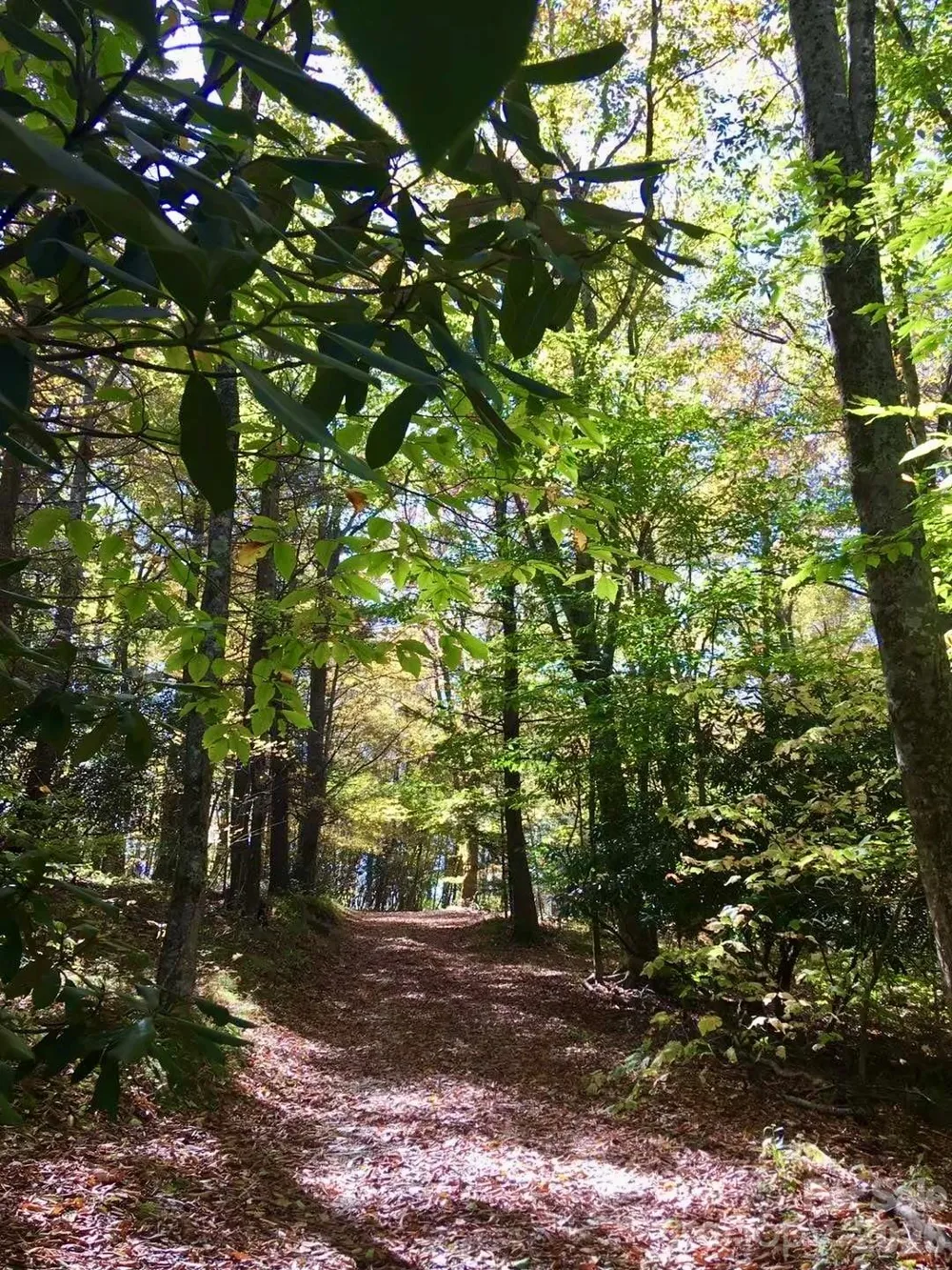 65 Blue Ridge Gem Mine Road Little Switzerland, NC 28777