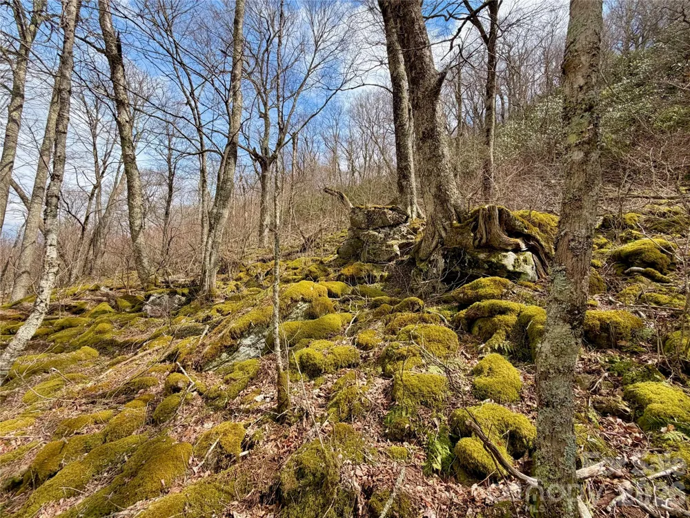 TBD Grouse Moor Drive Sugar Mountain, NC 28604