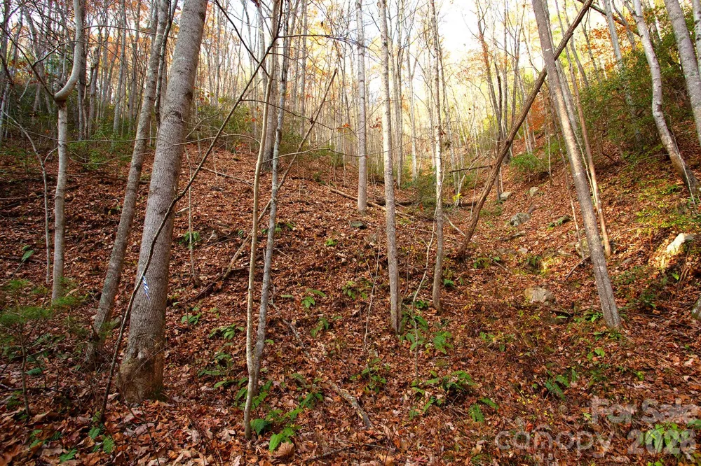 TBD Rector Branch Road #4 Marshall, NC 28743