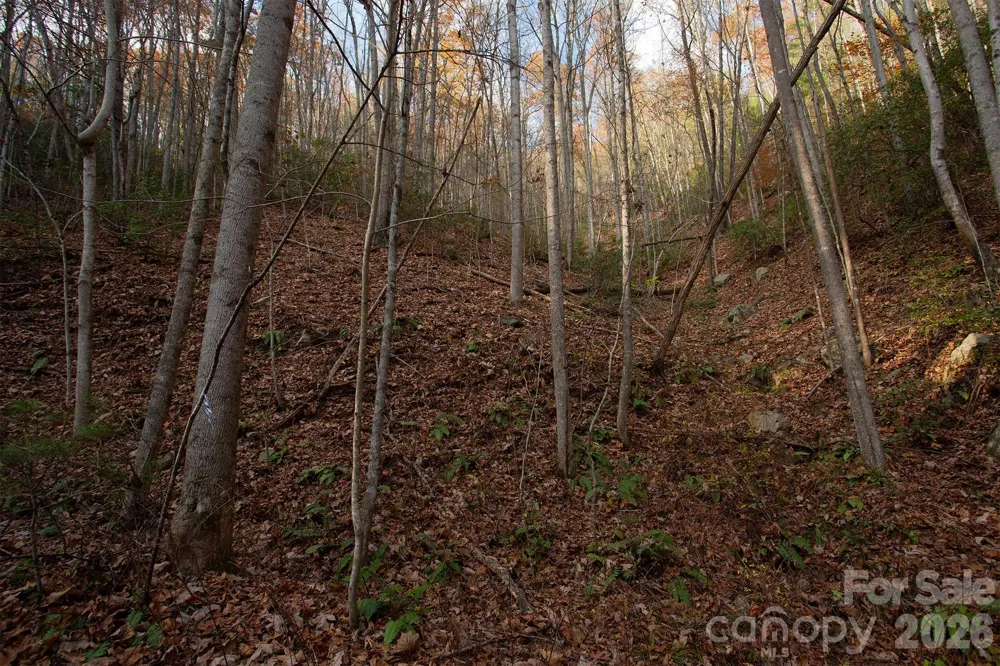 TBD Rector Branch Road #4 Marshall, NC 28743