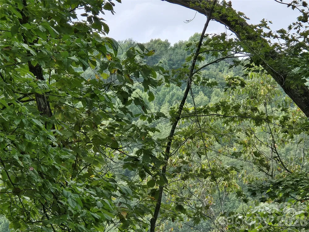 303 Ladd Ridge Rosman, NC 28772