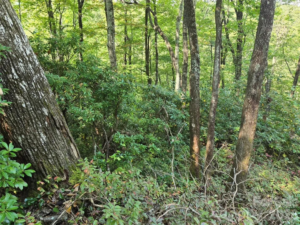 303 Ladd Ridge Rosman, NC 28772