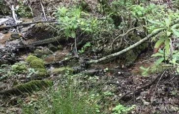 303 Ladd Ridge Rosman, NC 28772