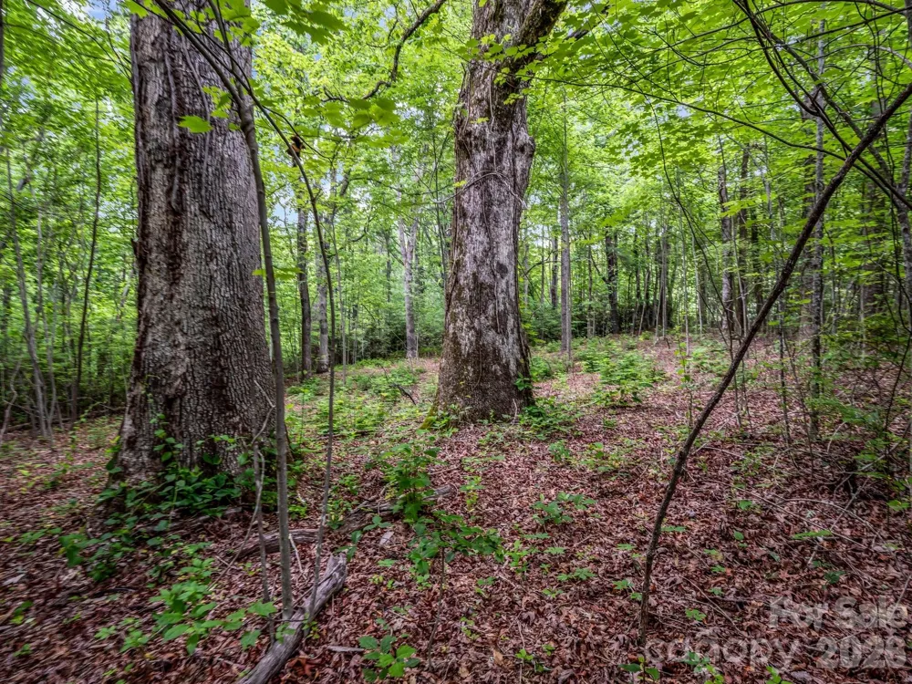 168 Tarnhill Drive Flat Rock, NC 28731