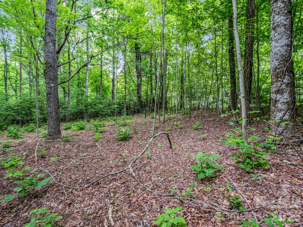 168 Tarnhill Drive Flat Rock, NC 28731