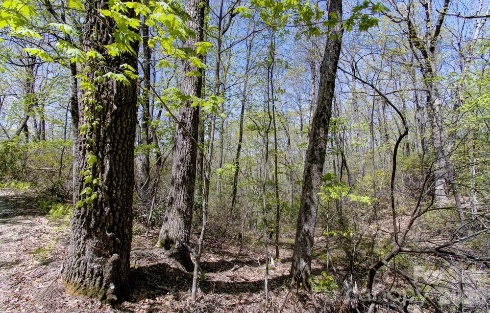 99999 Laurel Drive Black Mountain, NC 28711