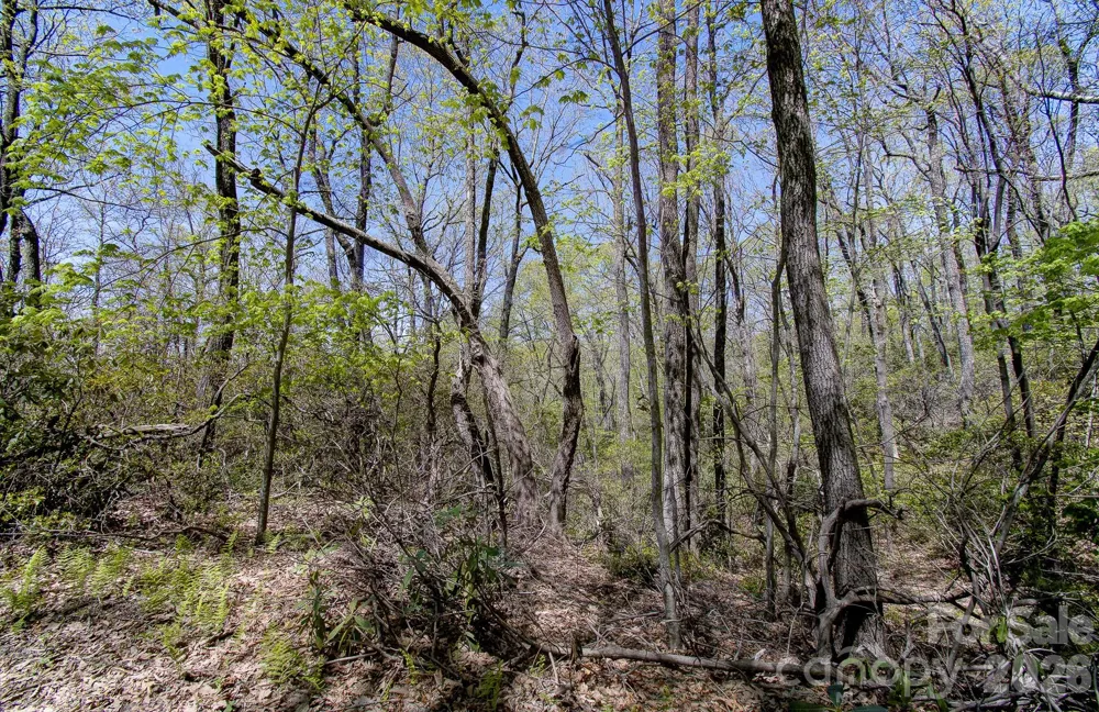 99999 Laurel Drive Black Mountain, NC 28711