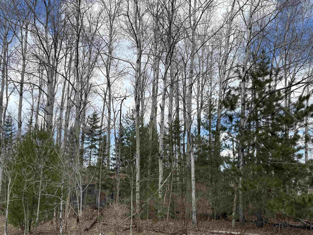 2450 Marshall Road Benzonia Township, MI 49640