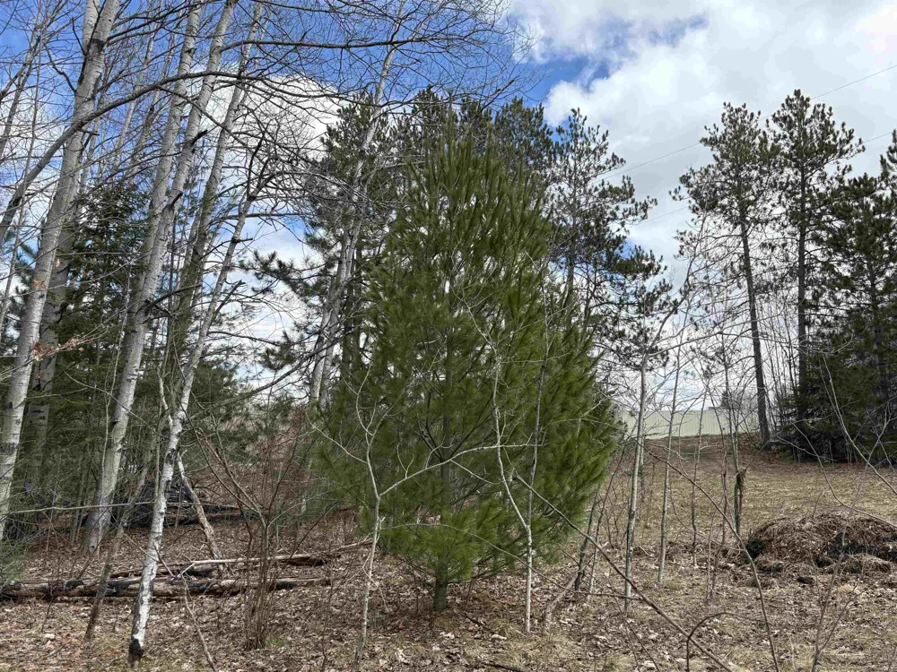 2450 Marshall Road Benzonia Township, MI 49640