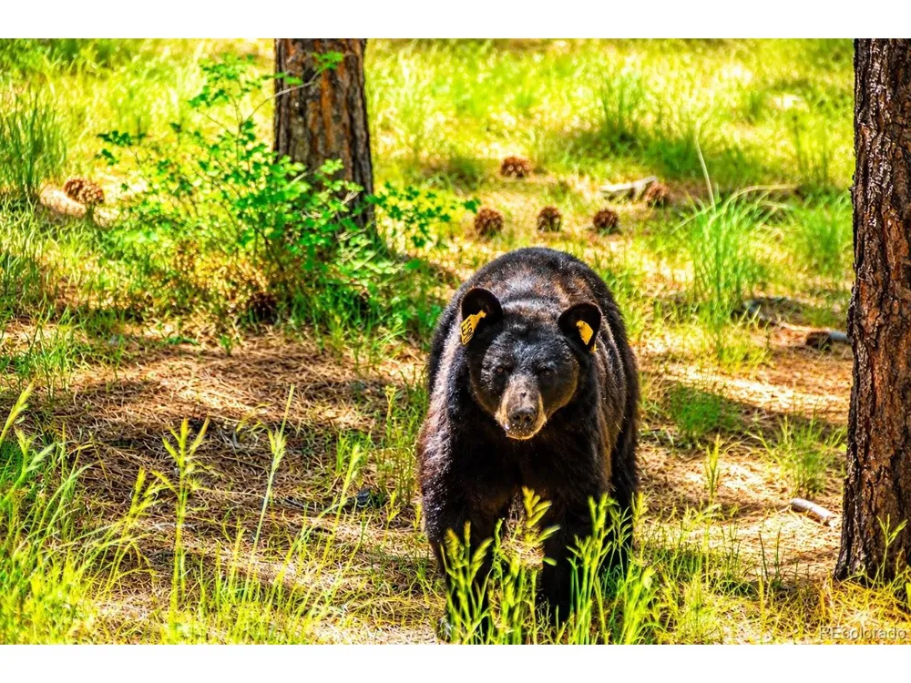 8716 National Forest Drive Beulah, CO 81023