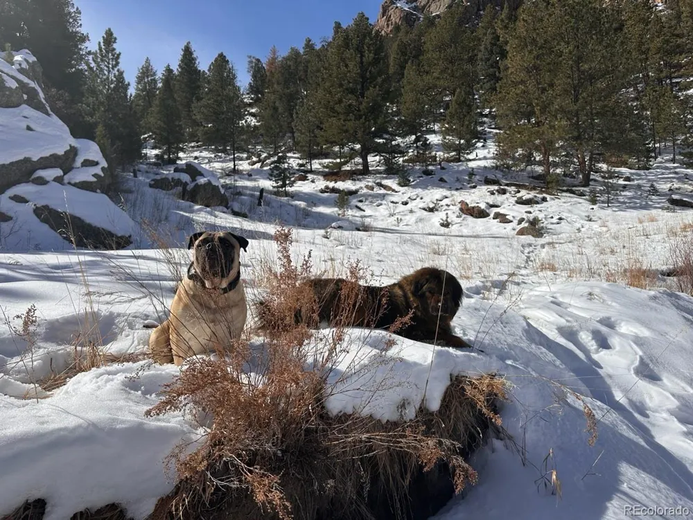 1840 Lakemoor Drive Florissant, CO 80816