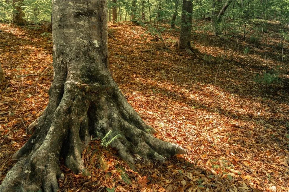 00 Hancock Mountain Trail Waleska, GA 30183