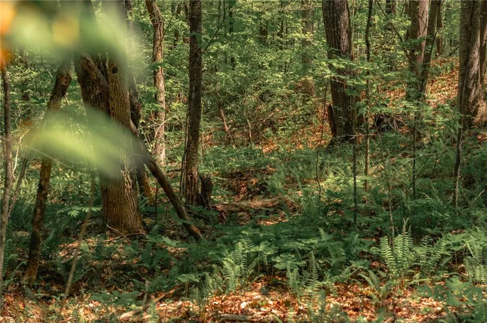 00 Hancock Mountain Trail Waleska, GA 30183