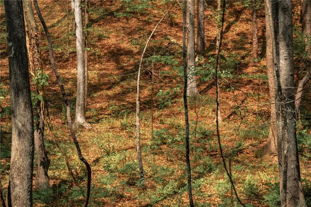 00 Hancock Mountain Trail Waleska, GA 30183