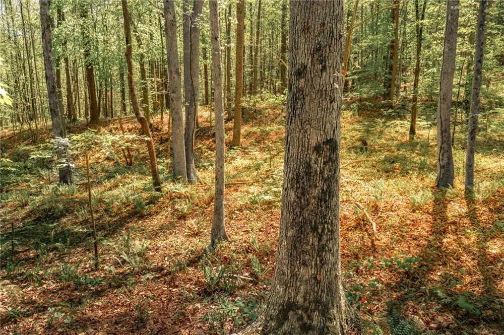 00 Hancock Mountain Trail Waleska, GA 30183