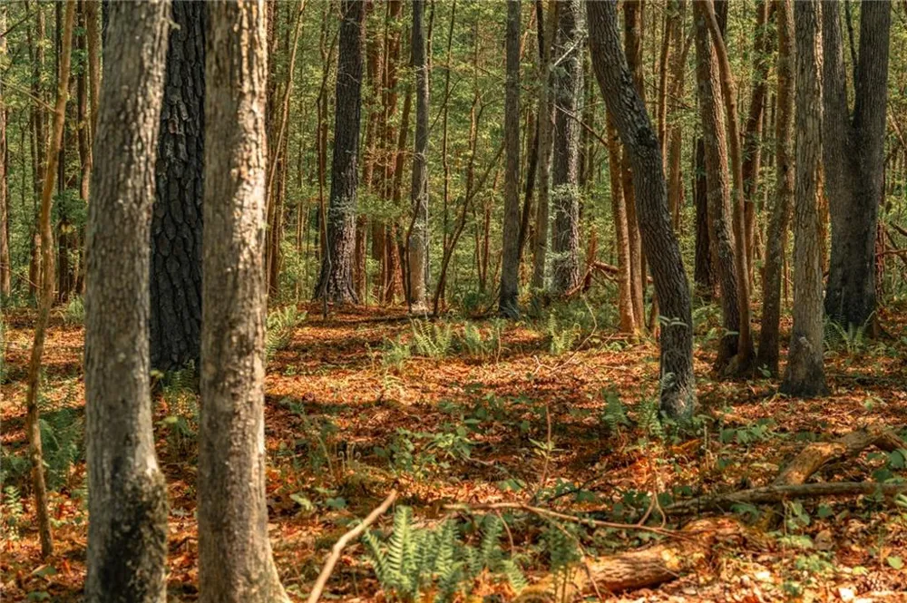 00 Hancock Mountain Trail Waleska, GA 30183