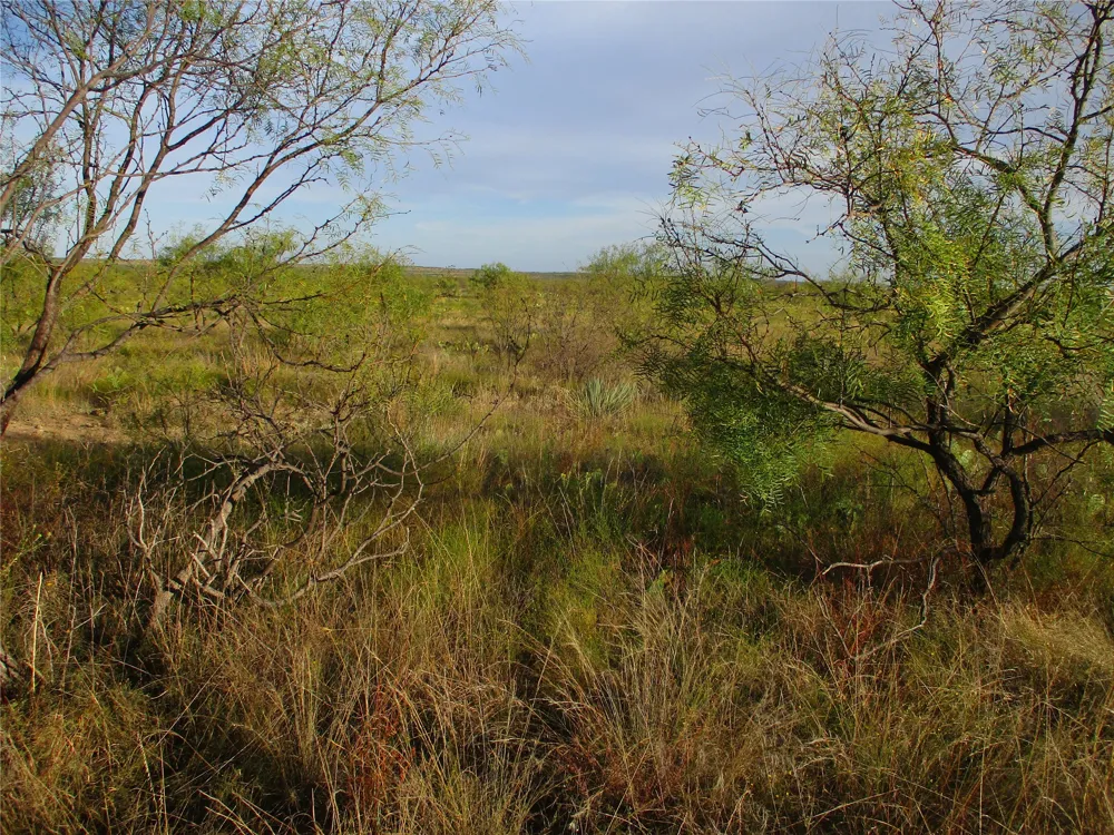 CR 467 No City, TX 76882