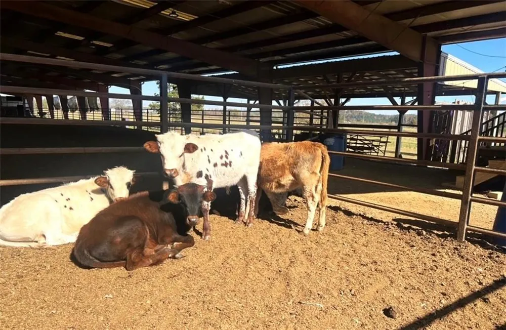 486 County Line Road Resaca, GA 30735