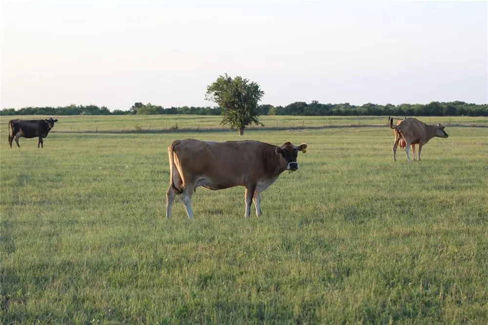 CO RD 4518 Wolfe City, TX 75496